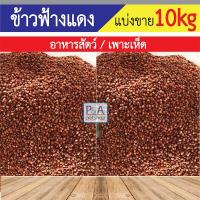 ราคา [แบ่งขาย10กก] ข้าวฟ่างนก_สีแดง-สีขาว / ธัญพืชสำหรับนก. (26870372257)