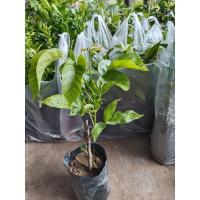 ราคา ต้นกระท้อนปุ้ยฝ้าย พร้อมลงปลูก แบบติดตา (18115074960)