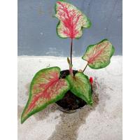 ราคา บอนสีปลาบู่ทอง บอนเก่า น่าสะสม (11859627572)