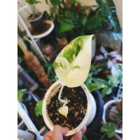 ราคา บอนกระดาดด่างขาว (คัดลายเทพๆ) (8880181576)