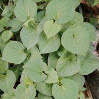 ราคา ใบสด​ คาวตอง​ ก้านตอง​ พลูคาว​ ​ เก็บ​จัดส่งวันต่อวัน​ ปลูกแบบธรรมชาติ​ (อ่านรายละเอียดสินค้าให้ครบถ้วนก่อนสั่งนะคะ)​ (29601843220)