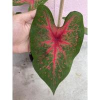ราคา บอนสีทับทิมสยาม ทับทิมแดง ส่งพร้อมกระถาง (10365970358)