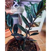 ราคา ต้นกวักมรกตมรกตดำ (Black Zamioculcas Zamifolia) ไม้มงคลหายาก เรียกทรัพย์ (7053209539)