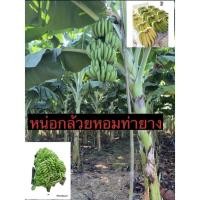 ราคา หน่อกล้วยหอมทอง (ขั้นต่ำ 2ต้น) ต้นกล้วยหอมทอง หน่อขุดสดๆ กล้วยส่งออก หอมอร่อย ปลูกง่าย พร้อมส่ง (21742932515)