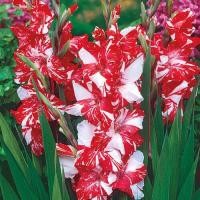 ราคา 10 หัว แกลดิโอลัส Gladiolus ดอกซ่อนกลิ่นฝรั่ง ดอกคำมั่นสัญญา สายพันธุ์ Zizane (24554425552)