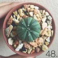 ราคา Astrophytum nudum (9071796)