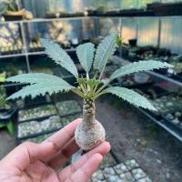 ราคา มะพร้าวทะเลทราย Dorstenia ส่งล้างราก (16698885490)