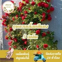 ราคา เมล็ดพันธุ์ กุหลาบเลื้อย กุหลาบสีแดง 5 เมล็ด Red Rose Seed เมล็ดพันธุ์แท้ นำเข้าจากต่างประเทศ (25881538966)