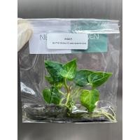 ราคา ไม้เนื้อเยื่อ: ต้นหน้าวัวหัวใจลาย (ต้นหน้าวัวหัวใจเศรษฐี): Anthurium Clarinervinum Tissue Culture (1 plant/bag) (18619234859)