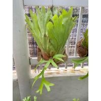 ราคา เฟิร์นชายผ้าสีดา กระเช้าสีดา สายม่านใต้ ปลูกใส่แผ่นไม้ กระเช้าไม้ ให้แล้วอย่างสวยงาม (18732850474)