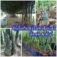ราคา ต้นไผ่กิมซุง ไผ่ตงลืมแล้ง ออกหน่อตลอดทั้งปี จัดชุด 4 ต้น สูง 30-40 ซม ขนาดกำลังปลูก แข็งแรง พันธุ์แท้ 100% (20304682447)