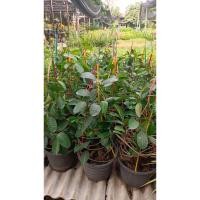 ราคา ต้นชะลูดช้าง หรือ ซ่อนกลิ่นเถา (20726306750)