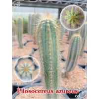 ราคา ต้นกระบองเพชร สำหรับจัดสวนภายนอก จัดสวนถาด ไม้ลำ ตกแต่งหน้าร้าน ตกแต่งรั้ว ตอกราฟ ต้นแคคตัส (แคคตัส กระบองเพชร) (26303477349)