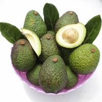 ราคา อะโวคาโด้ (เพาะเมล็ด) พันธุ์แฮส Hass Avocado แฮส ราชาแห่งอะโวคาโด้ ต้นพันธุ์แท้ (8005511862)