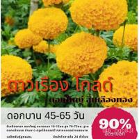 ราคา เมล็ดพันธุ์ ดอกดาวเรืองโกลด์ (สีทอง) ดอกใหญ่ 10-12ซม. ดอกดาวเรือง ดาวเรือง/ผักทอดกรอบ เมล็ดกล้วยด่าง e26o (12540942202)