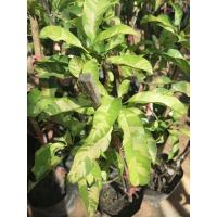 ราคา ละมุดใบด่าง ต้นละมุดด่าง ละมุดใบด่าง ต้นละมุดใบด่าง ต้นสูง 50-80 เซน (4593536853)