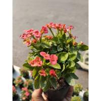 ราคา ต้นโป๊ยเซียนแคระ (เชียนี่พิงค์) (48454791028)