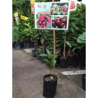 ราคา ต้นชมพู่มะเหมี่ยว ชมพู่ (3346492910)
