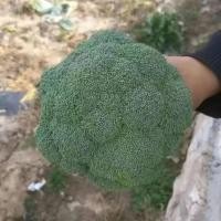 ราคา BROCCOLI SEEDS เมล็ดพันธุ์ บร็อคโคลี ประมาณ 150 เมล็ด เมล็ดบร็อคโคลี่เมล็ดผักออร์แกนิก (57001278683)
