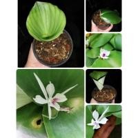 ราคา ว่านเสน่ห์จันทร์หอม​ ไม้มงคล ทางเมตตา​มหา​นิยม​ (2069180927)