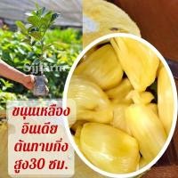 ราคา กิ่งพันธุ์ต้นขนุนสายพันธุ์เหลืองอินเดีย หวาน กรอบ เนื้อแน่นไม่เละ ต้นสูงประมาณ 30-35 ซม. ต้นพร้อมจัดส่ง (12275099703)