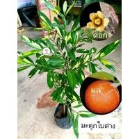 ราคา ต้นมะดูกใบด่าง มะดูกด่าง ใบด่างเหลือง ใบสวย (29409504893)