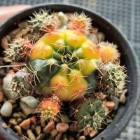 ราคา ยิมโนแม่ลูกดกด่าง(Gymnocalycium damsii f. variegata) สวยๆต้น (20971683688)