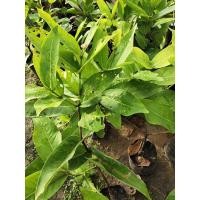 ราคา ชมพู่ทับทิมจันทร์ กิ่งตอน (4645653163)