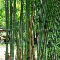 ราคา 10 เมล็ด ไผ่ ซางหม่น (26692497938)