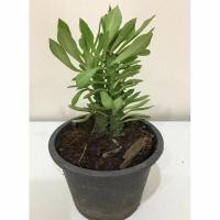 ราคา ( ต้นไม้ ) ว่านพญานาคราช (28568776173)