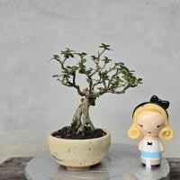 ราคา บอนไซเพรมน่า premna #บอนไซไม้จิ๋ว (50953304677)