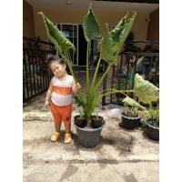 ราคา ต้นห่อเงินห่อทองหรือต้นกำเงินกำทองไม้หายาก (8688744221)