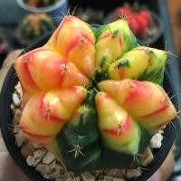 ราคา Gymno Mihano(Seed) | Cactusยิมโนด่าง | ไม้เมล็ด | แคคตัส | กระบองเพชร | ไม้ด่าง | มิฮาโน (8558434436)