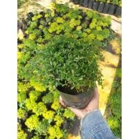 ราคา หูกระจงแคระ ไม้บอนไซ (6482745862)