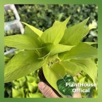 ราคา ต้นพลูด่างราชินีสีทอง Golden Pothos ในกระถาง3นิ้ว Epipremnum aureum 'Bunting Lime' (12773100179)