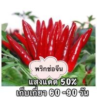 ราคา เมล็ด​พันธุ์​ พริกช่อจีน​ สีแดง​ 30​ เมล็ด (9550433344)
