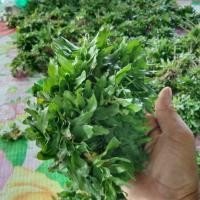 ราคา หญ้าไทเป ชุด 4 ตรม. (2 กิโล) (54805449181)