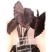 ราคา บอนcolocasia black coral (13044277778)