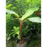 ราคา หน่อกล้วยนาก ในถุงเพาะชำ สำหรับปลูก การันตีงอกแน่นอน (7464967726)