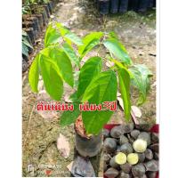 ราคา ต้นเนียง เป็นเนียงเบา หรือเนียง3ปี ของดีเมืองใต้ ขายต้นพันธุ์คะ ขนาดต้น30-40ซม.สินค้าพร้อมส่ง (24967915747)