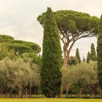 ราคา เมล็ดพันธุ์ สนเมดิเตอเรเนียน ไซเปรส Cupressus cypress 10 เมล็ด (8375334290)