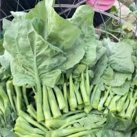 ราคา 200Seeds Chinese Kale เมล็ดพันธุ์คะน้าฮ่องกง เมล็ดผัก เมล็ดผักสวนครัว เมล็ดคะน้า เมล็ดพันธุ์ผัก เมล็ดพันธุ์คะน้า ตราภูเข (53503547653)