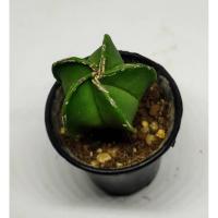 ราคา มายริโอเขียว 5 พู สันขาว (Myrio) ขนาดประมาณ 3-4 เซนติเมตร #หมวกสังฆราช #cactus #แคตตัส #กระบองเพชร #ไม้อวบน้ำ (4553941312)