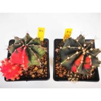 ราคา Cactus ยิมโนด่างแดง ขนาดใหญ่ กระถาง4นิ้ว (2680311952)