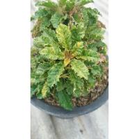 ราคา มะพร้าวทะเลทราย Dorstenia Hybrid Varigatedมะพร้าวทะเลทรายใบด่าง (24912231655)