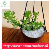 ราคา ต้นพญานาคราช ว่านพญานาคราช จัดส่งแบบถอดกระถาง + ชุดกระถาง + ชุดหินสีขาว (10307277742)