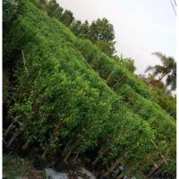 ราคา ต้นโมกพวงดอกหอม สูง 100 cm (27907916059)