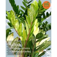 ราคา กวักมรกตด่างเหลือง ไม้มงคล ไม้ฟอกอากาศ ใบตัดสด คัด ใบด่างชัดด่างสวย (29833660375)