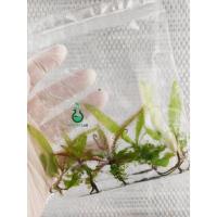 ราคา เนื้อเยื่อไม้กินแมลงหยาดน้ำค้าง : TC - Drosera Adelae 5ต้น/ถุง (41552935673)