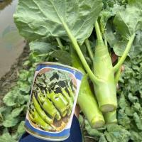 ราคา เมล็ดพันธุ์ คะน้าเห็ดหอม (60กรัม ~15,000​ เมล็ด) คะน้าหวานเห็ดหอม คะน้าหวาน​ คะน้าฮ่องกง (4143150808)